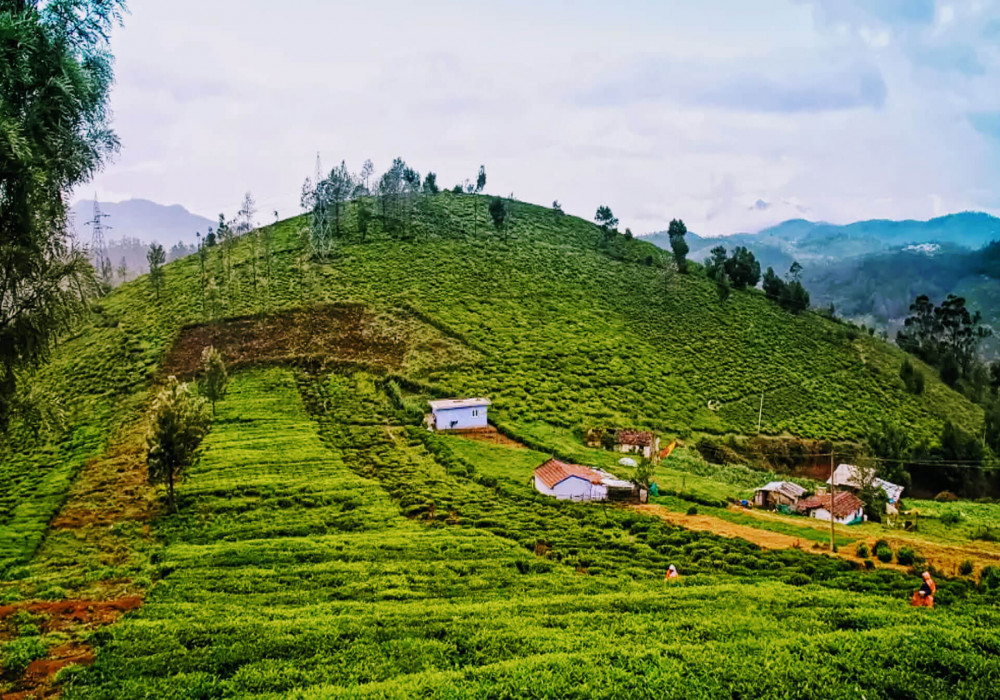 ooty tourism online